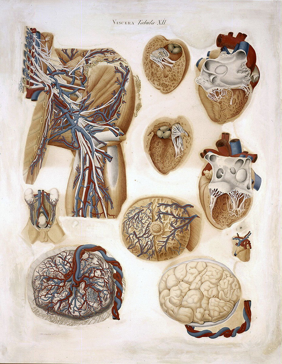 IMPARIAMO IL CORPO UMANO - 4. Lo scheletro - Museo di Anatomia