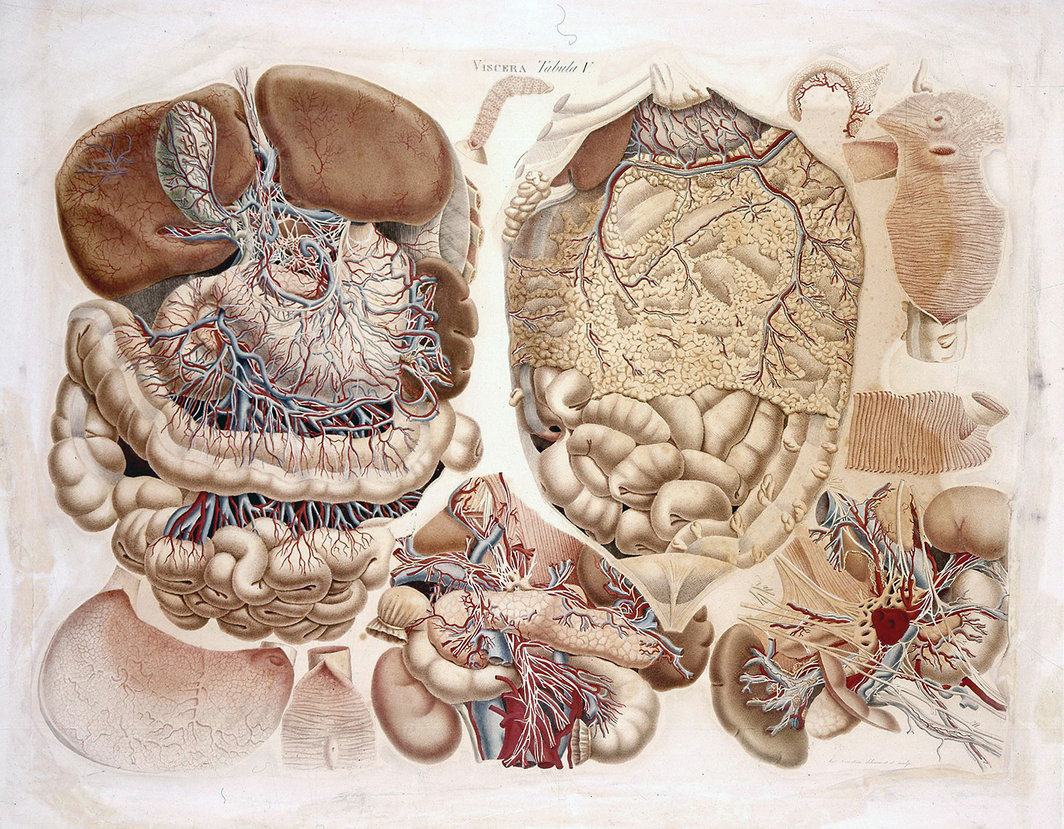 Impariamo Il Corpo Umano 8 L Apparato Digerente Museo Di Anatomia Umana Filippo Civinini