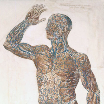 Impariamo Il Corpo Umano 2 Modelliamo Il Corpo Umano Museo Di Anatomia Umana Filippo Civinini