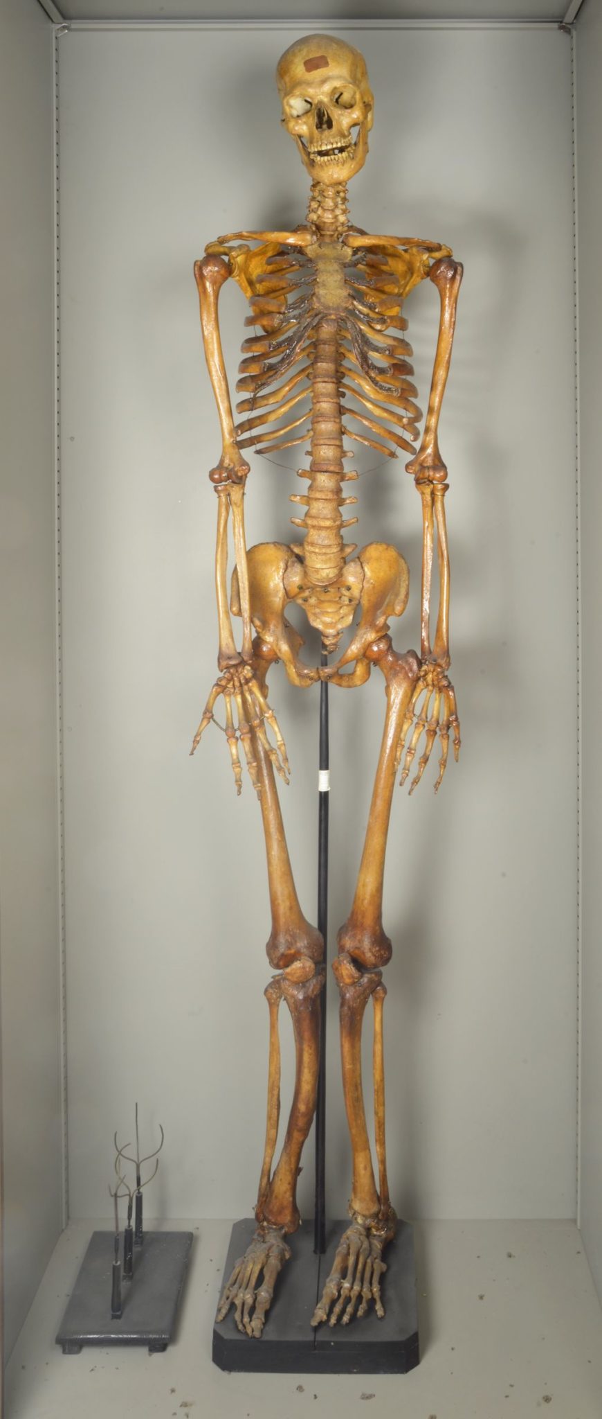 IMPARIAMO IL CORPO UMANO - 4. Lo scheletro - Museo di Anatomia